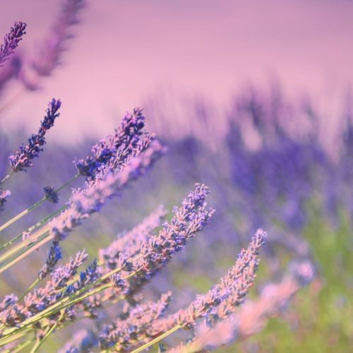 abortion care services