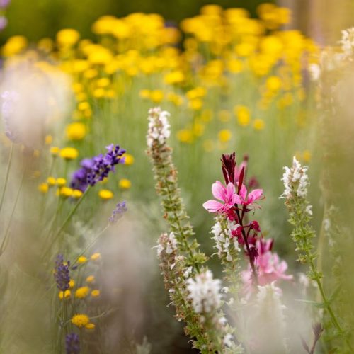 abortion pill services