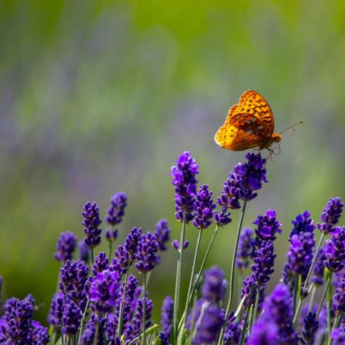 abortion pill services- virginia