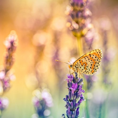 bristol abortion clinic