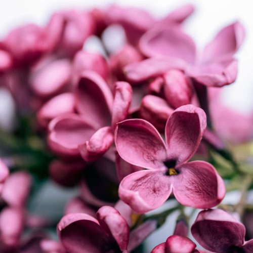 bristol abortion services